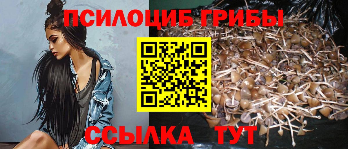 Псилоцибиновые грибы Psilocybe Мурино